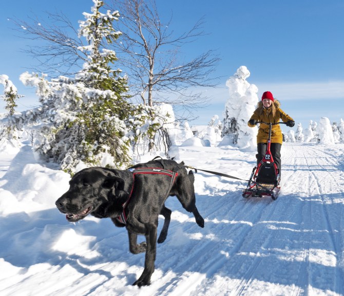 Koira vetää potkukelkkaa ja ihmistä talvisessa maisemassa.