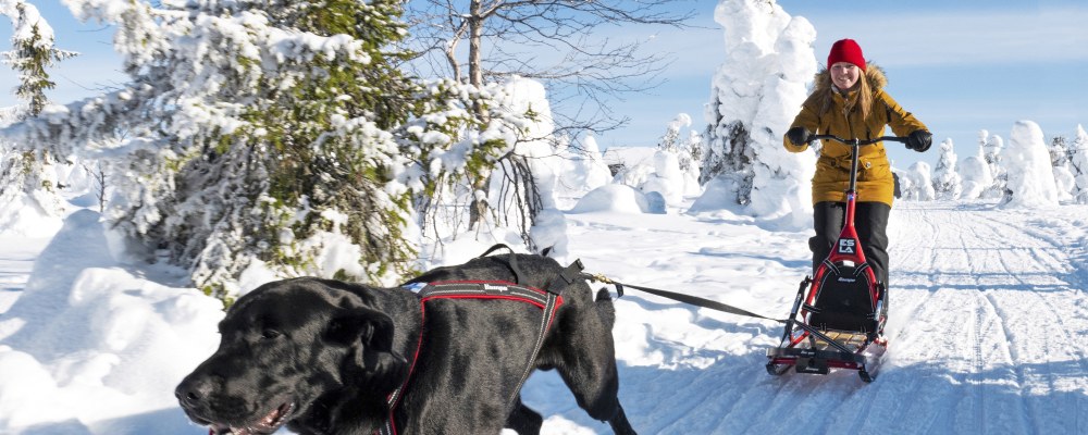 Koira vetää potkukelkkaa ja ihmistä talvisessa maisemassa.