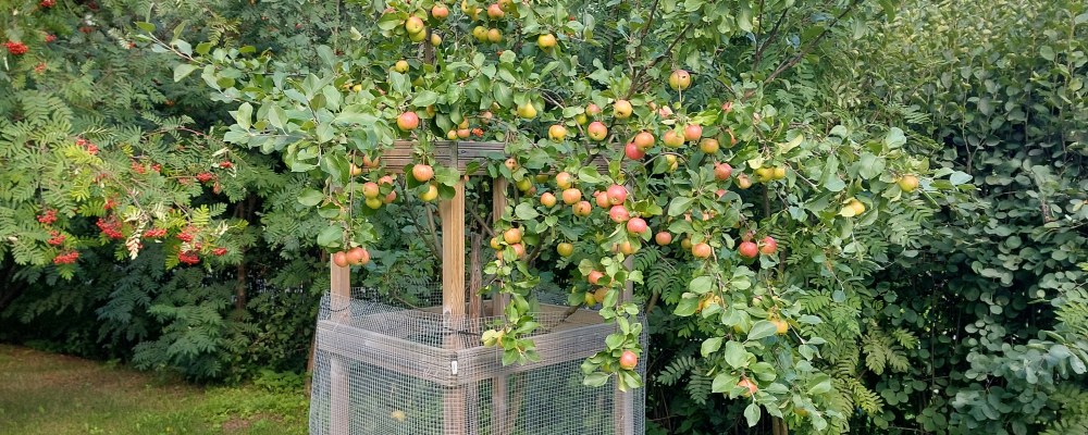 Omenapuussa on omenoita Oulussa.