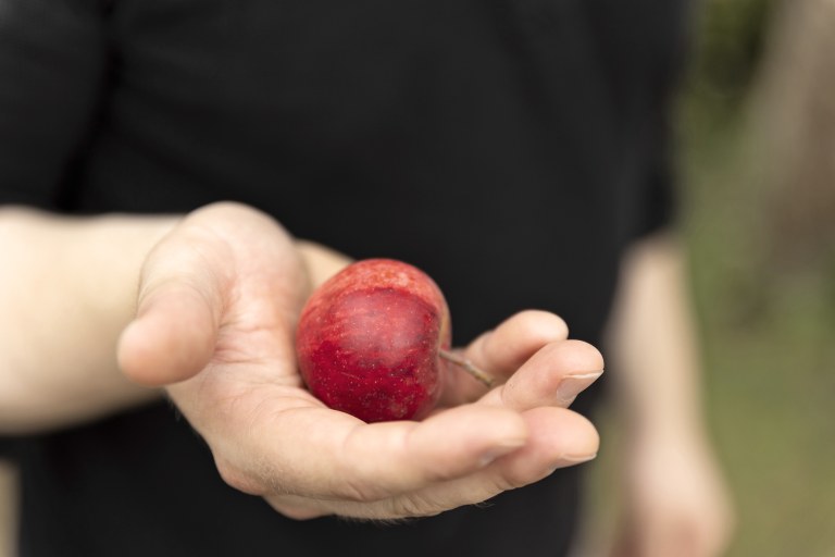 Ihmisen kädessä on omena.