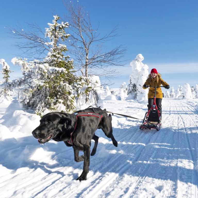 Koira vetää potkukelkkaa ja ihmistä talvisessa maisemassa.