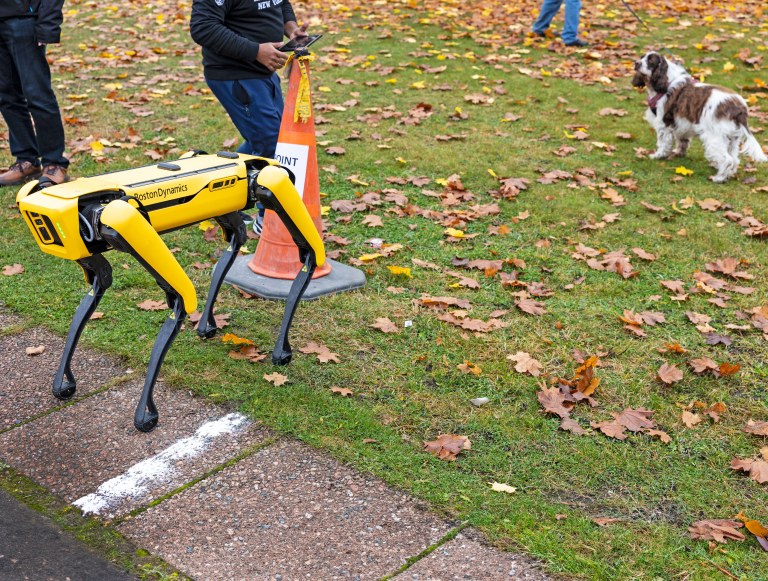 Robottikoira Spot ja oikea koira katselevat toisiaan.