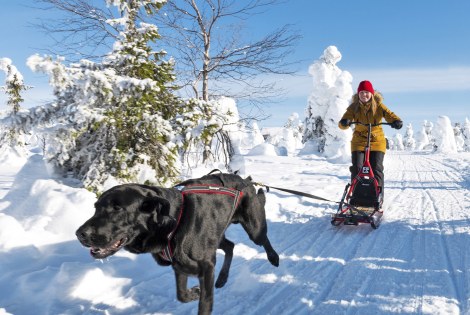 Koira vetää potkukelkkaa ja ihmistä talvisessa maisemassa.